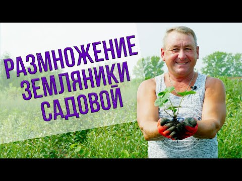 Видео: Мастер-класс по размножению земляники усами