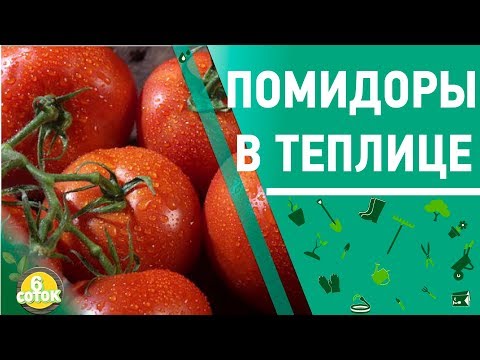 Видео: Как собирать помидоры круглый год. 6 соток