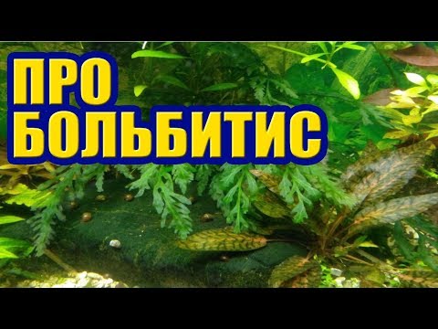 Видео: Больбитис в Аквариуме, особенности содержания. Часть 1. Аквариумные Растения