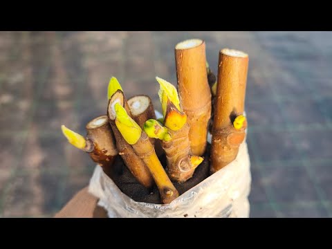 Видео: Укорінення інжиру! Супер метод!