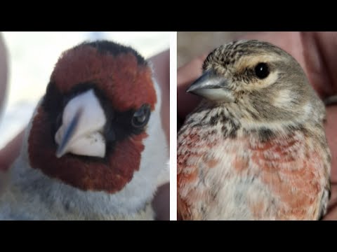 Видео: ЛОВЛЯ ЩЕГЛОВ, РЕПЛОВ👍 ДЕНЬ САМЦОВ РЕПЛА👍🔥🔥 29.03.25.