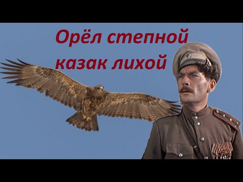 Видео: Орёл степной казак лихой