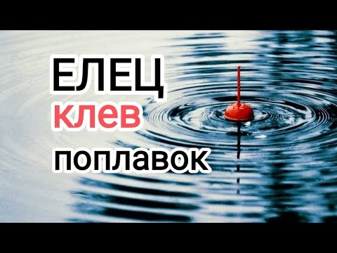 Видео: Пулеметный клев ельца. Поплавок.