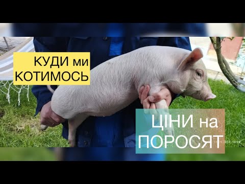 Видео: ОСІНЬ, А ЦІНИ на ПОРОСЯТ🐷БАЗАР,ПОКУПЦІ🐖🔥