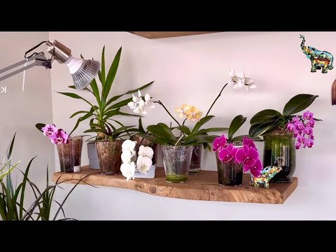 Видео: Когда пора поливать орхидеи ? Орхоболтавня 📣😅🙌🏼🌸 #phal #поливорхидей #orchid #цветениеорхидей