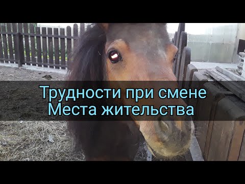 Видео: Завели Коня. Сложности с Которыми Столкнулись. Советы Новичкам / Обустройство Денника / Лошадь