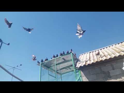 Видео: Николаевские голуби.пгт.Ялта