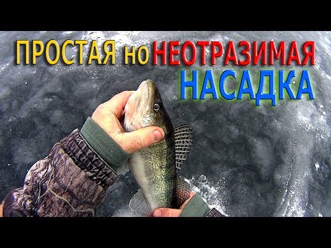 Видео: СУДАК и БЕРШ. ПРОСТАЯ но НЕОТРАЗИМАЯ НАСАДКА.