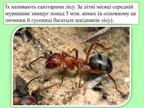 Видео: Тварини навесні