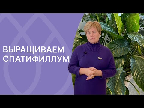 Видео: Еще раз о спатифиллуме! Главные секреты выращивания