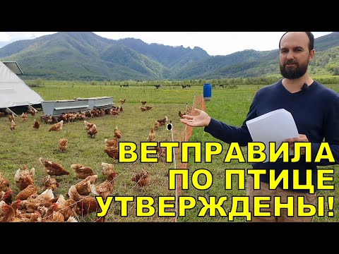 Видео: ВАЖНО! УТВЕРЖДЕНЫ НОВЫЕ ВЕТПРАВИЛА ПО ПТИЦЕ! СУПЕР РЕЗУЛЬТАТЫ!