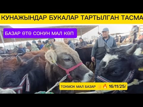Видео: ТОКМОК МАЛ БАЗАР КУНААЖЫНДАР БУКАЛАР ТАРТЫЛГАН ТАСМА 16/11/25/