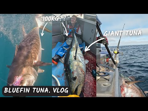 Видео: Охота на гигантского тунца — юг Тасмании.