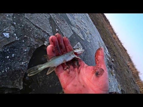 Видео: НАШЕЛ ЗАМЕРЗШУЮ ЛУЖУ, А ТАМ МНОГО РЫБЫ ! ЛОВИМ РЫБУ РУКАМИ ЗИМОЙ ! ПЕРВЫЙ ЛЕД 2019 !