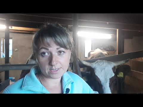 Видео: #АЙРШИРСКАЯ КОРОВА, МИФ ИЛИ ПРАВДА.#