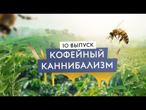 Видео: Интересные факты о кофе. Не Брянск, а Кофейск. Микале.
