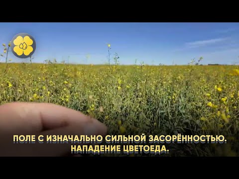 Видео: Агросопровождение в Республике Чувашия, КФХ Кислых А.Л. Поле с изначально сильной засорённостью.