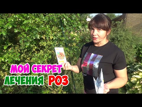 Видео: КАК Я ВЫЛЕЧИЛА РОЗЫ от черной пятнистости, ржавчины, серой гнили и мучнистой росы!