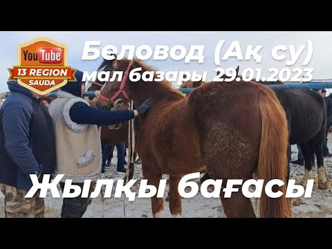 Видео: 29 Қаңтар 2023ж, жылқы бағасымен таныс болыңыздар 🙋🏻‍♂️