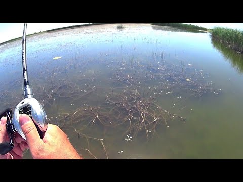 Видео: Рыбалка в заливе на ЗМЕЕГОЛОВА//ЗМЕЕГОЛОВ  начинает меня троллить