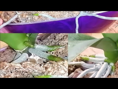 Видео: 💪 ОРХИДЕИ два года в этих горшках ВСЁ СУПЕР но я расскажу ЧТО УЧЕСТЬ 👆