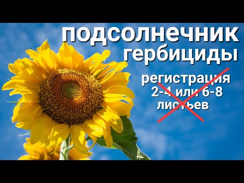 Видео: 🌻ПОДСОЛНЕЧНИК: гербициды вне регламента