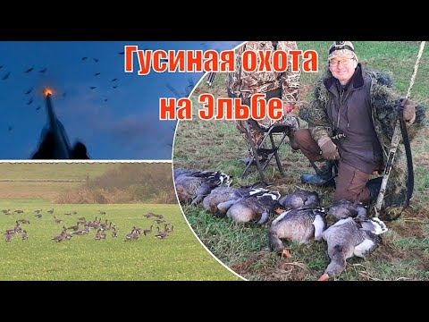 Видео: Охота на гусей 🪿в пойме Эльбы: получится ли добыть гуся при таком малом количестве? #охотанагуся