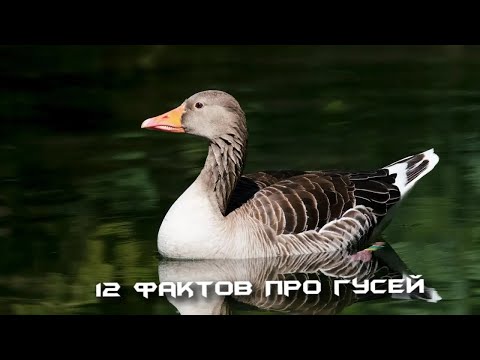 Видео: 12 фактов про гусей