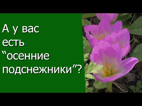 Видео: А у вас есть "осенние подснежники"?
