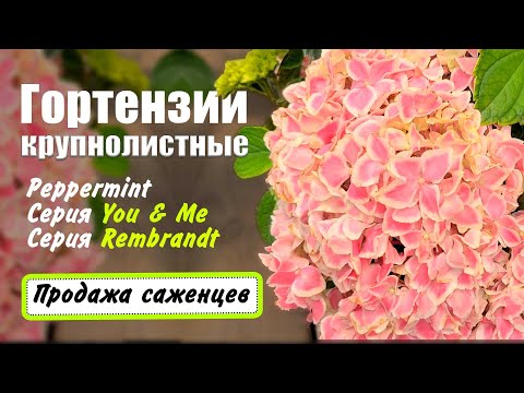 Видео: Гортензии крупнолистные. Обзор и продажа саженцев