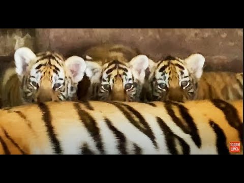 Видео: Любимый тигренок РЕВНУЕТ МАМУ ! My favorite tiger cub IS JEALOUS OF MY MOTHER !