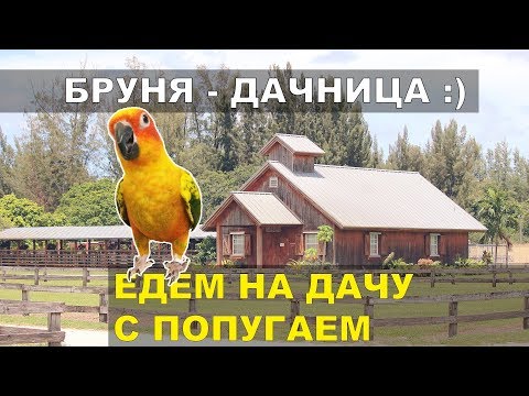 Видео: Едем на дачу с попугаем на машине. Бруня стала дачницей)