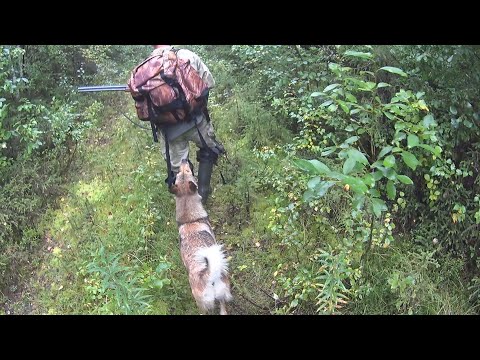 Видео: Охота на боровую.  Осень 2022
