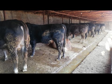 Видео: Жинди Букалар😲БУКА🐂 БАГУУ🐃 БИЗНЕСИ💵