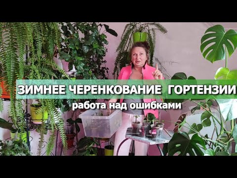 Видео: ЗИМНЕЕ ЧЕРЕНКОВАНИЕ ГОРТЕНЗИИ: ПОЧЕМУ ВЯНУТ ЛИСТЬЯ, ПОДКОРМКИ...| Ответы на вопросы о черенковании