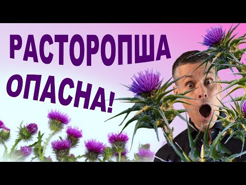 Видео: Как неправильное употребление расторопши разрушает здоровье