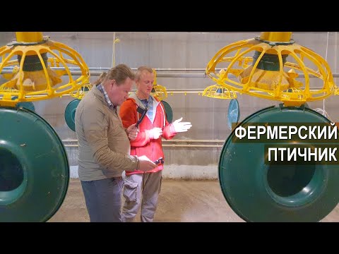 Видео: Секреты фермера. Оборудование современного помещения для содержания 1000 голов  бройлера.