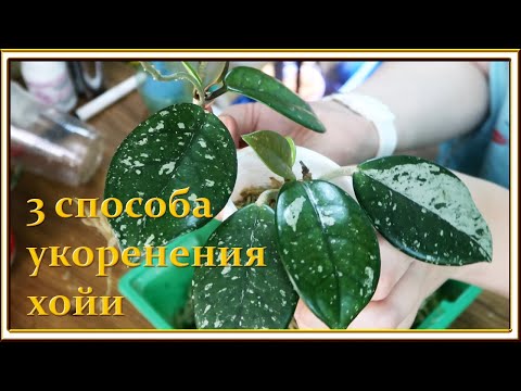 Видео: Как укоренить хойю / черенки хойи