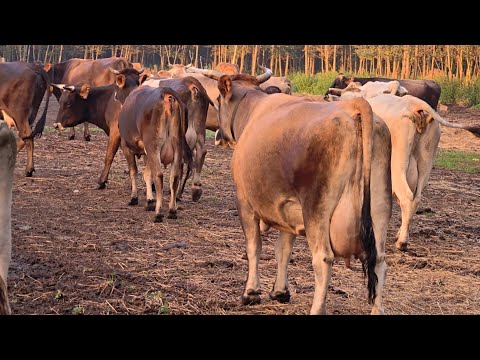 Видео: Вывезли сено. Перегнали коров на новое пастбище.