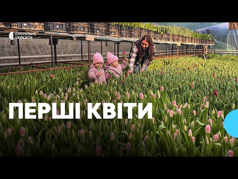 Видео: «Напередодні свят роботи побільшало»: власниця теплиці розповіла, як вирощує тюльпани
