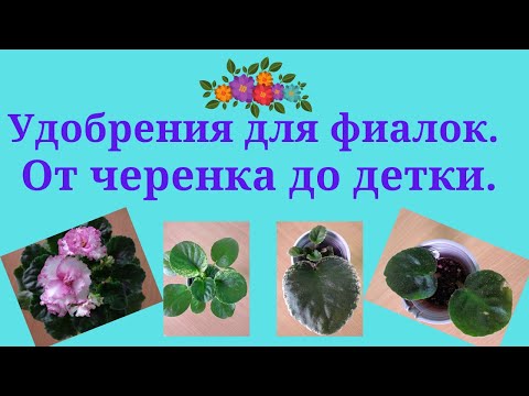 Видео: Применение удобрений на разных этапах роста  фиалки.