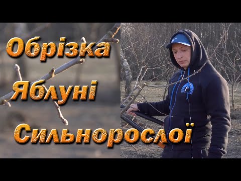 Видео: Обрізка сильнорослої яблуні на урожай