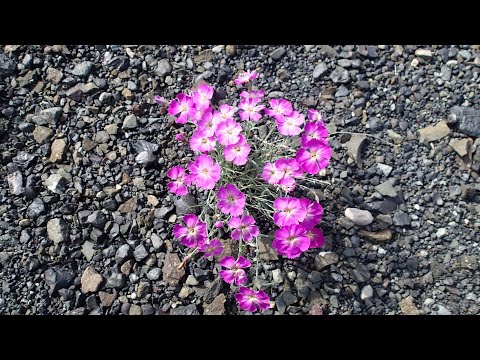 Видео: 2025.07.20. Чайки и полярные крачки против канюка, кулик, в окрестностях Норильска.