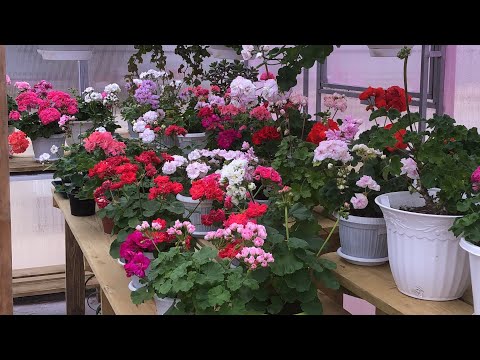 Видео: Обзор пеларгоний на 1 октября
