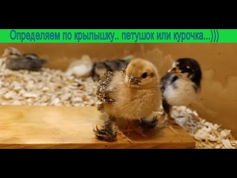 Видео: Про то как по форме  крылышка цыпленка .. ПЕТУШОК или КУРОЧКА определяла...🐔🐓)))