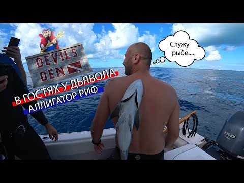 Видео: КЛАДОВКА ДЬЯВОЛА / Аллигатор риф