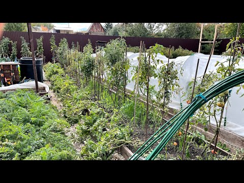 Видео: ВАЖНЫЕ заключительные работы В ОГОРОДЕ ПЕРЕД ЗИМОЙ!