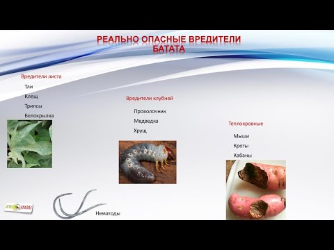 Видео: Вредители батата. Часть 2