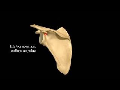 Видео: Кости верхней конечности
