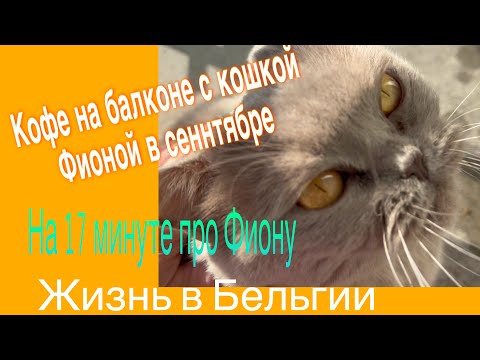 Видео: На балконе в сентябре☕️Кошка Фиона гуляет со мной.